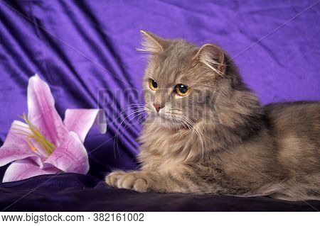 Beautiful Fluffy Gray Cat And Flower Close Up