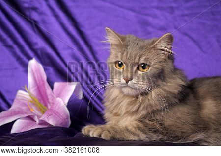 Beautiful Fluffy Gray Cat And Flower