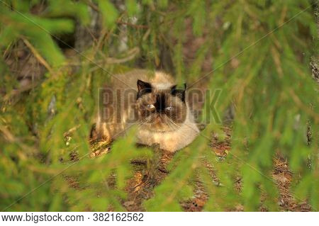 Himalayan Cat Outside In Sunner Close Up