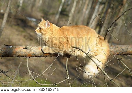 Fluffy Red Cat On A Branch In The Forest