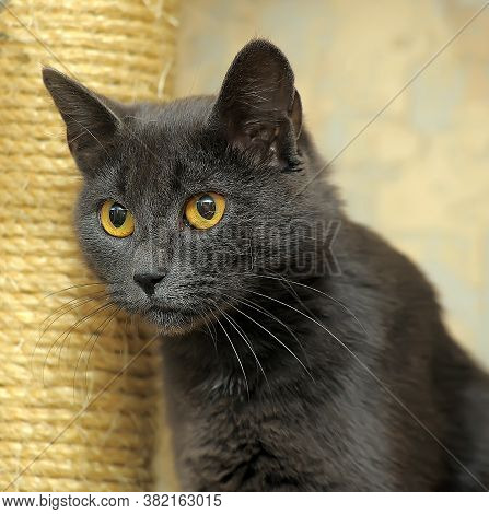 Gray Russian Blue Cat And A Column Of Scratching