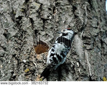 Lesser Spotted Woodpecker. Woodpecker Sitting On A Tree Near The Hollow.