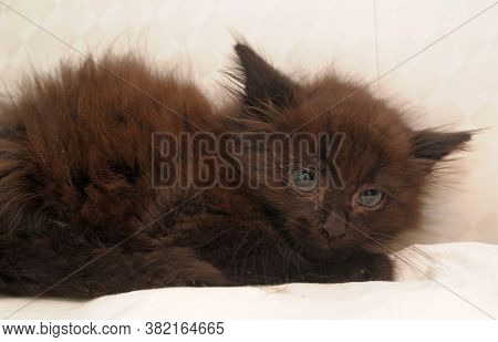 Black Fluffy Frightened Kitten In A Shelter