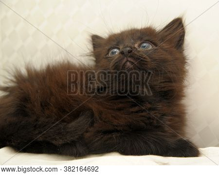 Cute Black Fluffy Kitten On A Light Background
