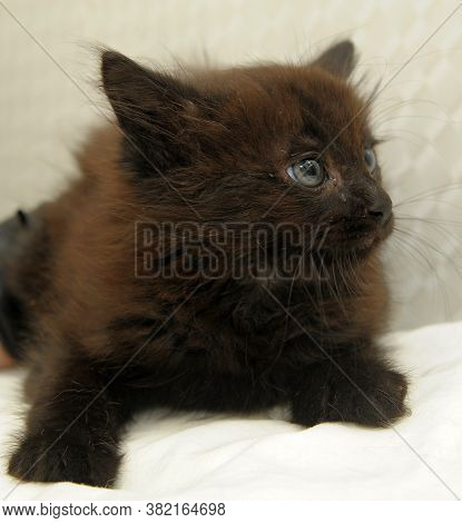 Black Fluffy Frightened Kitten In A Shelter