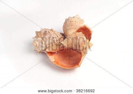 Caracol aislado en blanco 2