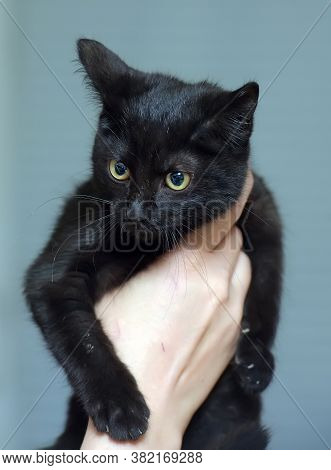 Black Cute Young Cat