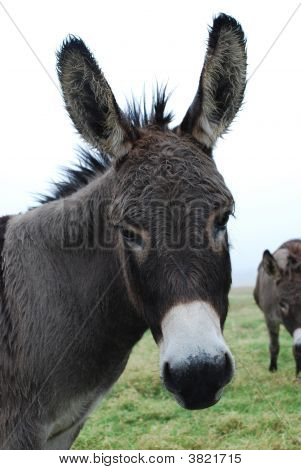 Miniatuur Donkey Head-Shot
