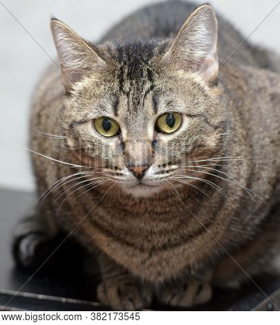 Sad Tabby Cat In The Shelter - Portrait