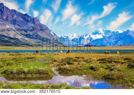 Small herd of guanaco. Los Glaciares is Argentina's most beautiful natural park. The hurricane wind of Patagonia. The lake with azure water, steppe of Patagonia and cold mountains.