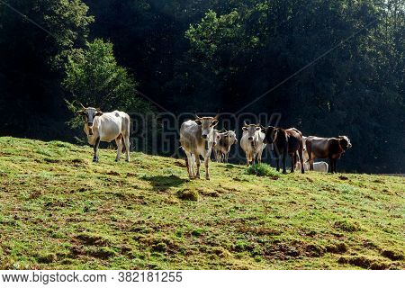 Podolic Cows On The Pasture On A Sunrise In Campania Region In Italy