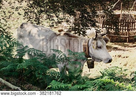 Podolic Cow On The Pasture In The Forest In Campania Region In Italy