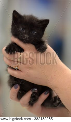 Cute Little Black Kitten In Hand Close Up