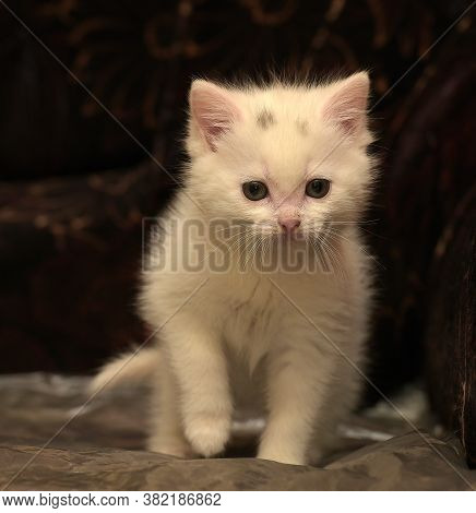 Little Cute White Kitten On A Dark Background