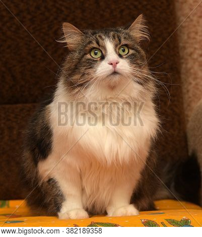 White With Brown Fluffy Cat. Indoor Close Up