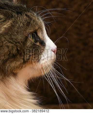 White With Brown Fluffy Cat. Indoor Close Up