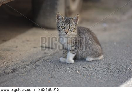 Little Kitten On The Street, Homeless Kitten