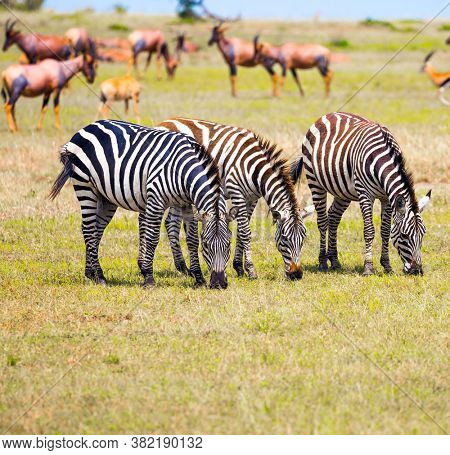 African Safari in Kenya. Tsessebe antelopes and zebras graze together nearby. Magnificent trip to the savannah. Ecological, active and phototourism concept