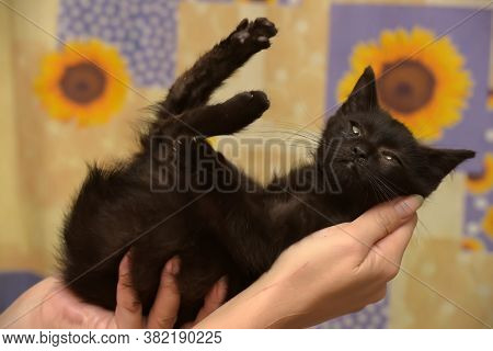 Black Little Kitten In  Arms Close Up