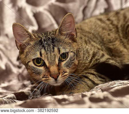 Young Striped Brown Cat On The Sofa