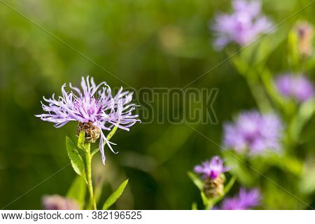 Knapweed, Centaurea Is A Genus Of Between 350 And 600 Species Of Herbaceous Thistle-like Flowering P