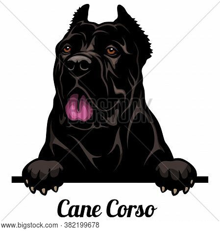 Cane Corso - Color Peeking Dogs - Breed Face Head Isolated On White