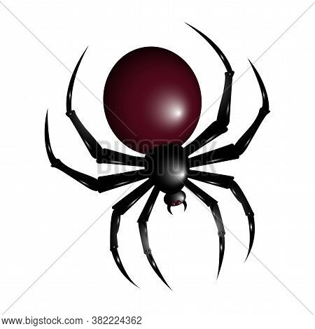 Halloween Spider Illustration. Spider Isolated Illustration. Halloween.