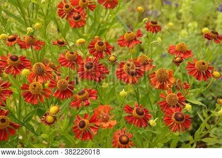 Bunch Of Helenium Autumnale Flowers Growing In The Garden