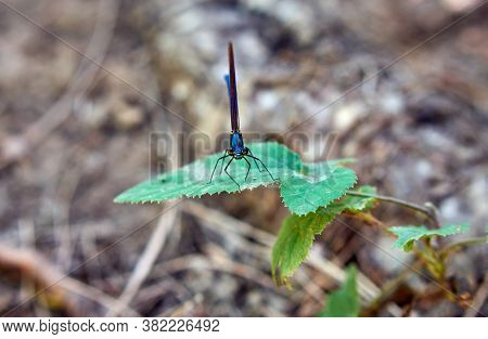 A Beautiful Blue Damselfly (calopteyx Virgo) Is Resting On The Leaf
