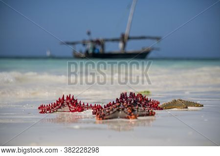 Red Starfishes On A White Shore Sand And Ocean With Boat On The Background On Zanzibar, Tanzania