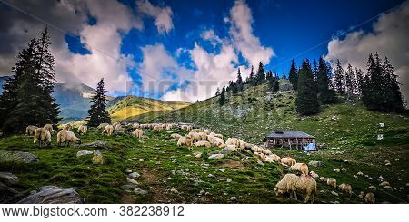 Fagaras Mountains, Romania. Herd Of Goats And Sheep At A Sheepfold In Wallachia