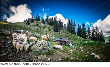 Fagaras Mountains, Romania. Herd Of Goats And Sheep At A Sheepfold In Wallachia