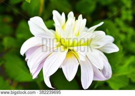 Pink And White Flowers Dahlia Nymphaea Syberia