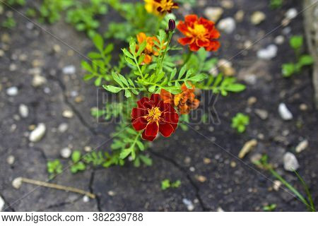 Red And Yellow Flowers Small-flowered Marigolds (lat. Tagétes) In The Garden
