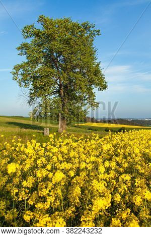 Field Of Rapeseed, Canola Or Colza In Latin Brassica Napus With, Lime Tree And Crucifix, Springtime 