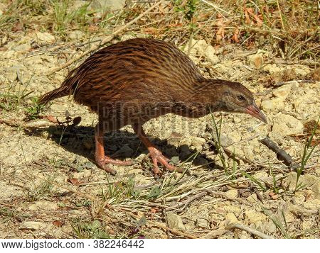 New Zealand Weka On Motuara Island, South Island