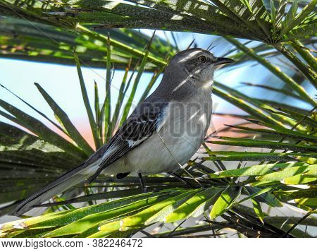 Northern Mockingbird (mimus Polyglottos) In Cape Canaveral, Florida