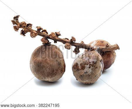 Rotten Lasium Demesticum (name Thai Longkong) Isolated On White Background