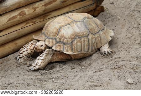 Brown Turtle With Beautiful Shell Sitting On The Sand