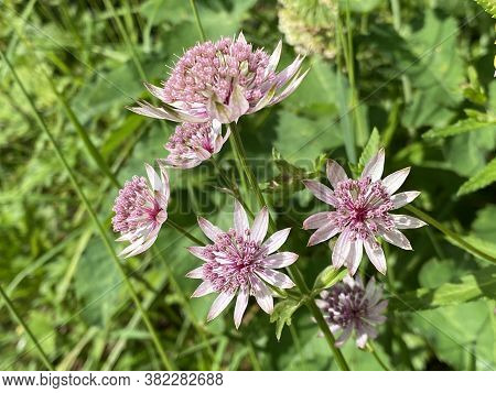 Wild Alpine Summer Flowers On Pastures Along Lakes Melchsee And Tannensee In The Uri Alps Mountain M