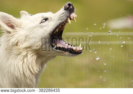 Female Of Swiss White Shepheard Catching Water Drops In Spring Park