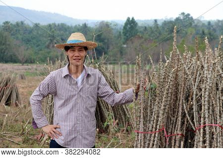 Male Farmer Standing With Akimbo And One Hand Catch The Limb Of Tapioca Plant That Cut The Stack Tog