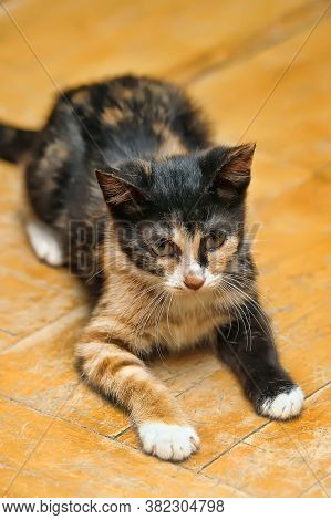 Tricolor Kitten With A Third Eyelid  Close Up