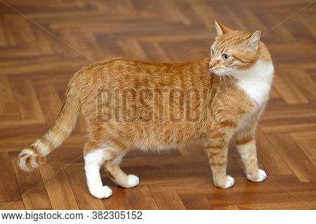 Beautiful Plump Red With A White Cat
