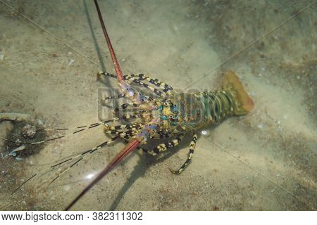 Spiny Lobster Inhabits Tropical And Subtropical Waters