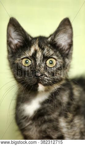 Tortie Kitten On A Green Background  Closre Up