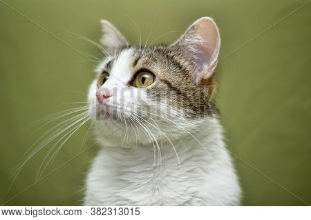 White With Brown European Shorthair Cat On A Green Background