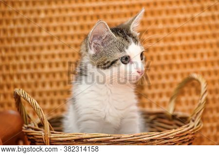 White With A Gray Kitten In A Wicker Basket