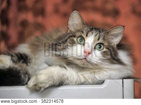 Male Cat In A Siberian Cattery Close Up