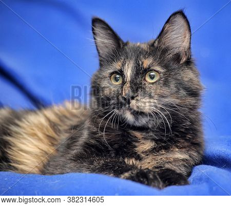 Tortoiseshell Kitten On A Blue Background  Closre Up
